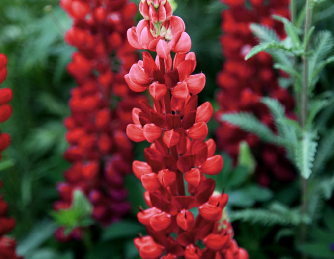 Lupine Red Shades