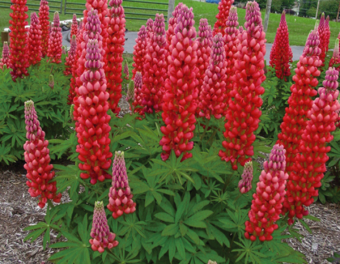 Lupine Red Shades