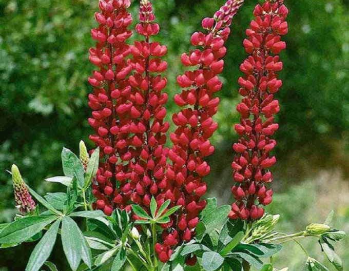 Lupine Red Shades