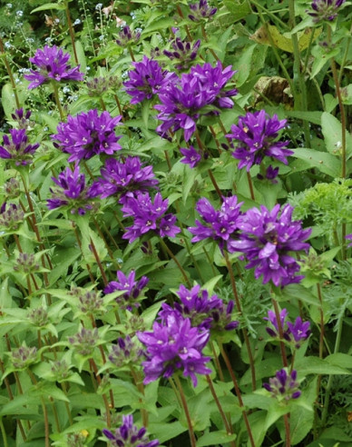 Glockenblume Superba