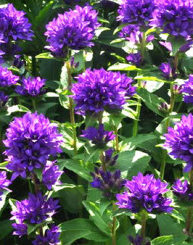 Glockenblume Superba