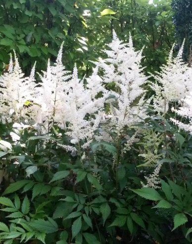 Prachtspiere Brautschleier