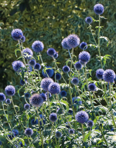 Banater Kugeldistel ´Blue Glow´