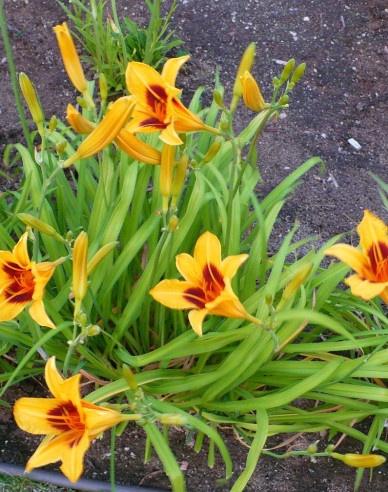 Maiglöckchen Bonanza