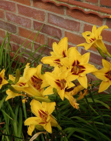 Maiglöckchen Bonanza