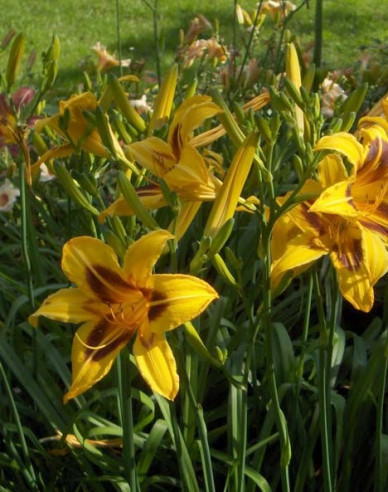 Maiglöckchen Bonanza