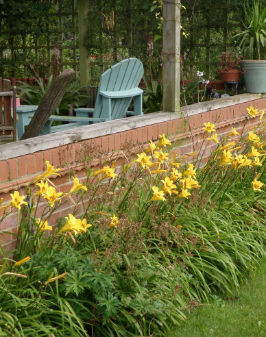 Maiglöckchen Bonanza