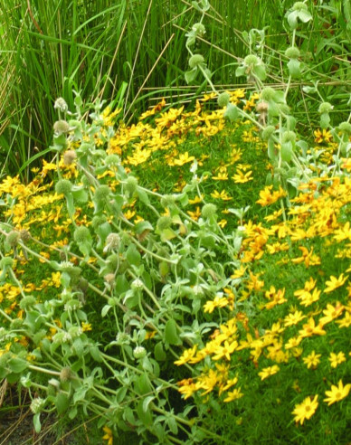 Mädchenauge Grandiflora