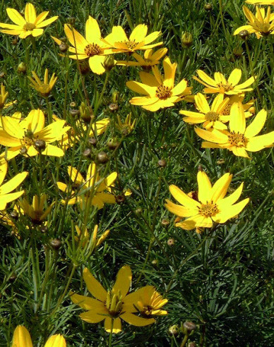 Mädchenauge Grandiflora