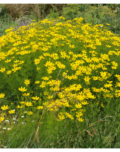 Mädchenauge Grandiflora