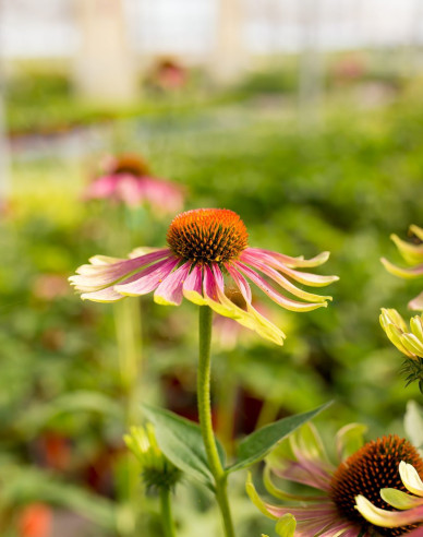 Sonnenhut Green Twister