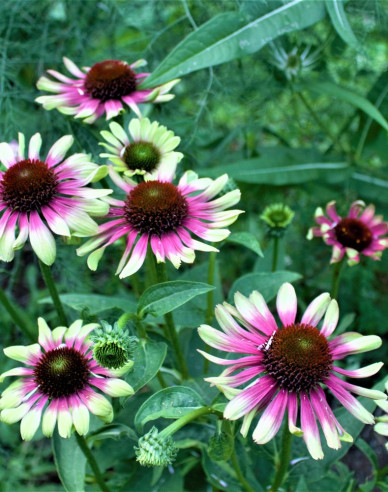 Sonnenhut Green Twister