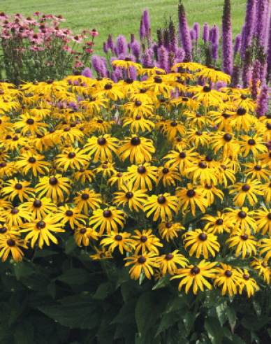 Rudbeckia Goldsturm 1l