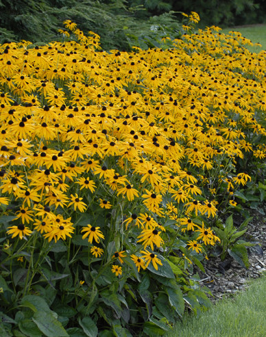 Rudbeckia Goldsturm 1l