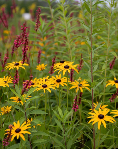 Rudbeckia Goldsturm 1l
