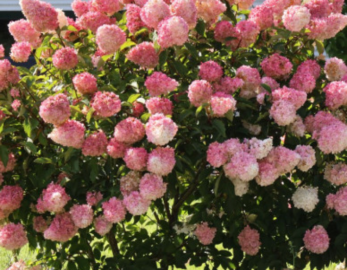 Hortensie Vanilla Fraise 2l