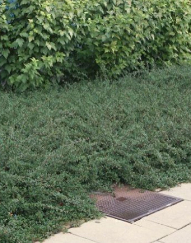 Kriechmispel Eichholz 2l