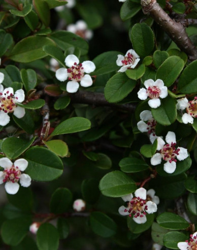 Kriechmispel Eichholz 2l