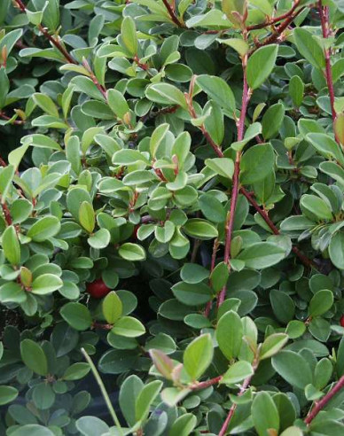 Kriechmispel Eichholz 2l