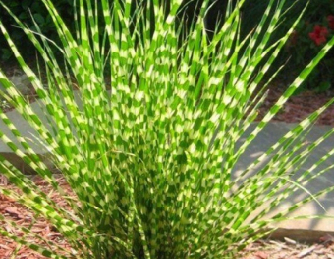 Chinaschilf Zebrinus
