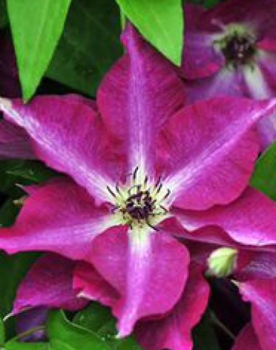 Plamienok Viva Polonia