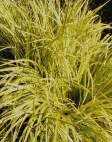 Japanischer Kalmus Golden Delight 2l