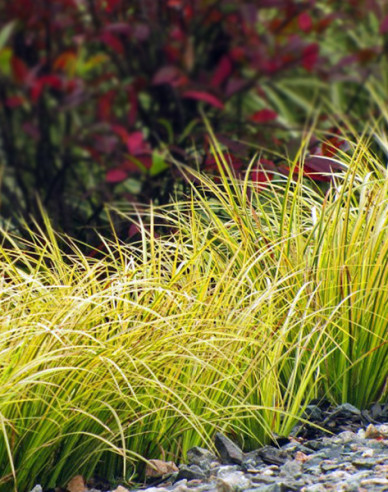 Japanischer Kalmus Golden Delight 2l