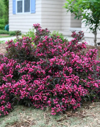 Weigela florida Alexandra