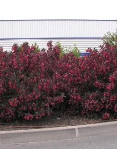 Weigela florida Alexandra