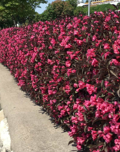 Weigela florida Alexandra