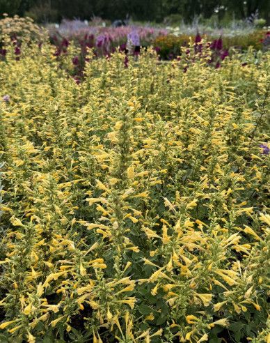Agastache Summerlong Lemon