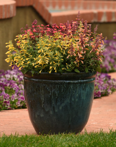 Agastache Summerlong Lemon