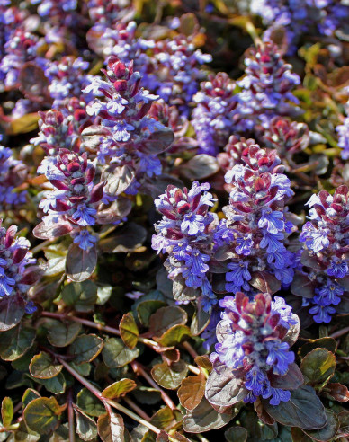 Kriechender Günsel  Atropurpurea