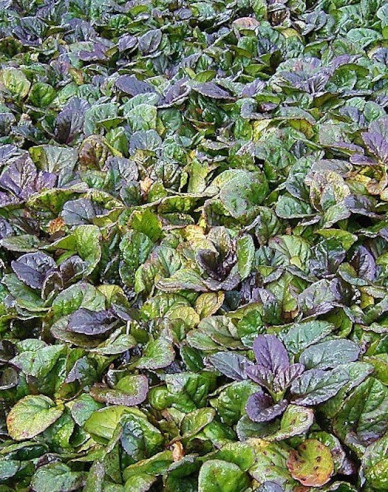 Kriechender Günsel  Atropurpurea