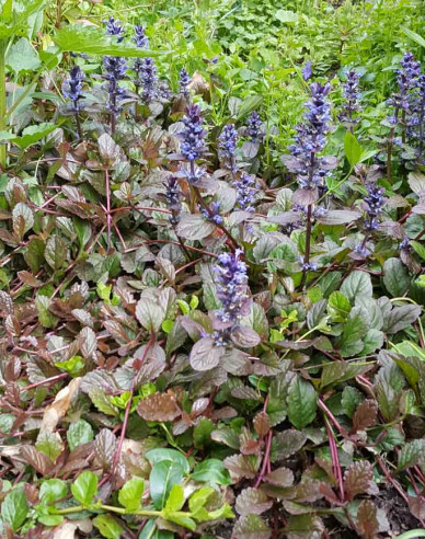 Kriechender Günsel  Atropurpurea