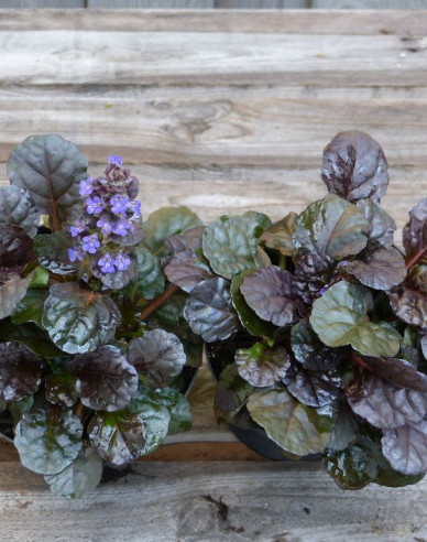 Kriechender Günsel  Atropurpurea