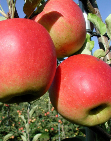 Apfel Prima auf  A2, Cont. 5l