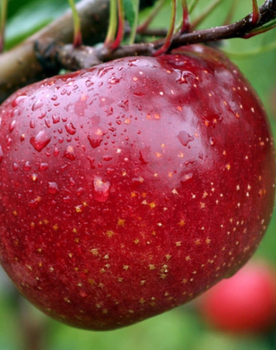 Apfel James Grieve Red, auf M26, Cont. 5l