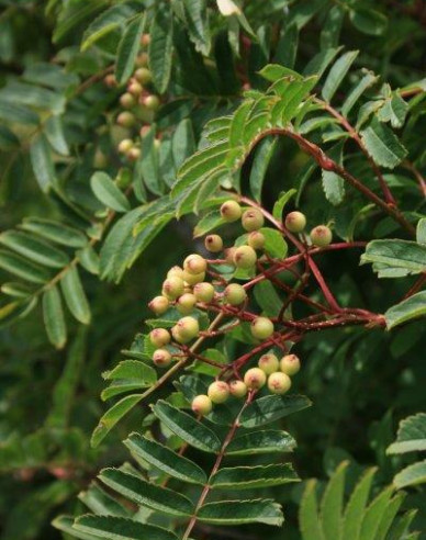 Eberesche "Weiss" Stämmchen, Cont. 5l