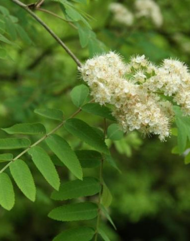 Eberesche "Weiss" Stämmchen, Cont. 5l
