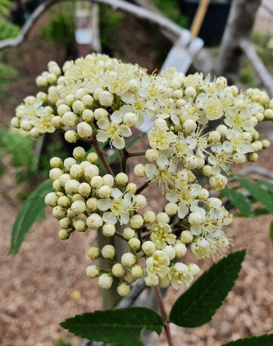 Eberesche "Weiss" Stämmchen, Cont. 5l