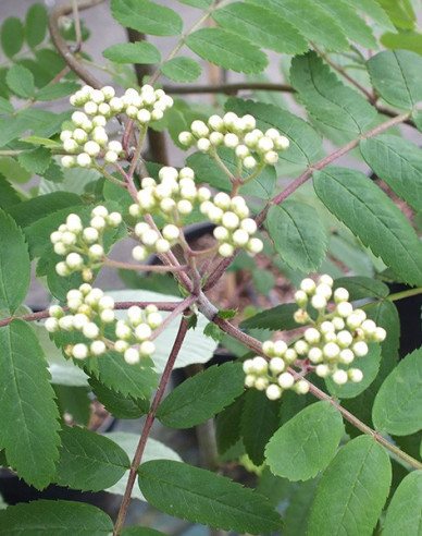 Eberesche "Weiss" Stämmchen, Cont. 5l