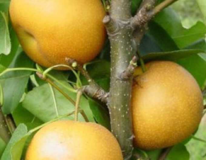 Asiatische Sommerbirne Hosui, auf Sämling, Cont. 5l