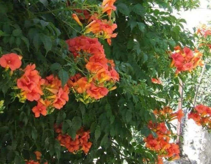 Trompetenblume Flamenco