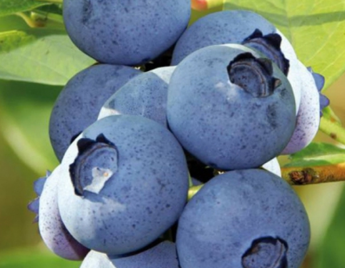 Heidelbeere Bluecrop 5l