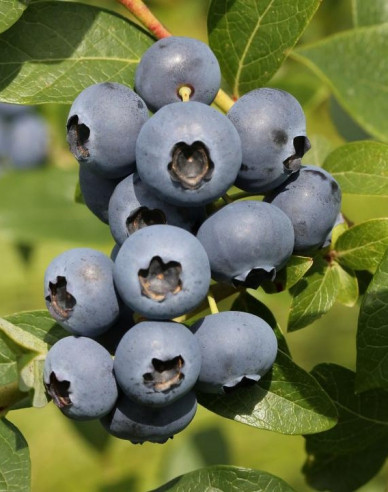 Heidelbeere Bonus 5l