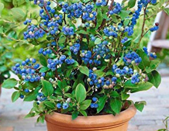 Heidelbeere Hortblue Petite 5l