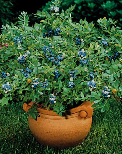 Heidelbeere Northsky 5l