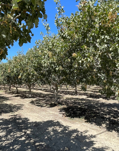 Pistazienbaum Peters männlich