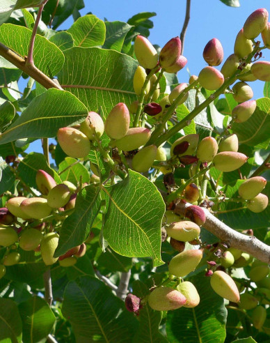 Pistazienbaum Peters männlich